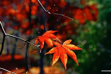 Autumn Tints   Beautiful Fall Leaves Widescreen Wallpapers ...