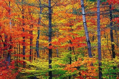 Fall Colors Desktop Wallpapers