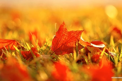 Autumn Tints   Beautiful Fall Leaves Widescreen Wallpapers ...