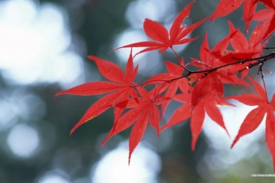 Autumn Tints   Beautiful Fall Leaves Widescreen Wallpapers ...