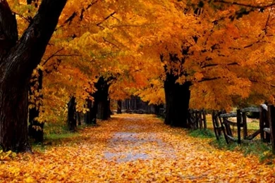 High Resolution Wallpapers Widescreen Fall