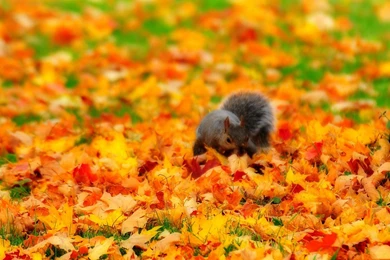 Fall With Animal Widescreen HD Wallpapers 4037   Amazing Wallpaperz