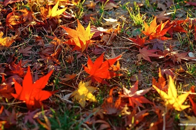 Autumn Tints   Beautiful Fall Leaves Widescreen Wallpapers ...