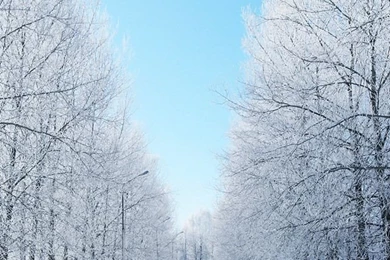 Winter iPhone 5 Wallpapers And Backgrounds