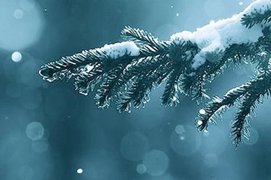 Winter Season Snow Trees Lens Flare