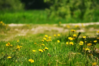 Spring Desktop Wallpapers