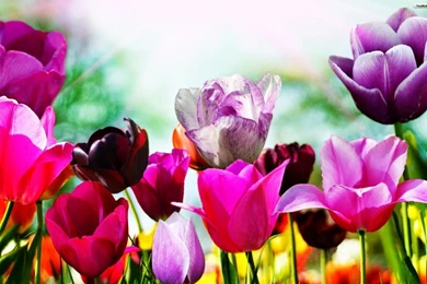 Wallpapers Free: May 2014