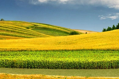 SPRING DESKTOP WALLPAPER   (