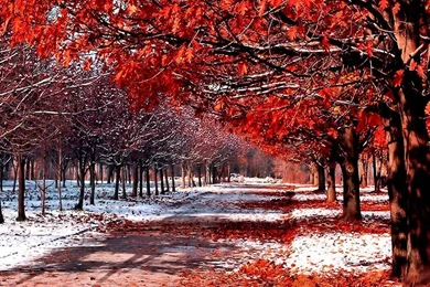 Snowfall Hd Wallpapers ›› Page 0