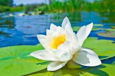 1024x768 Water Lily Hd Wallpapers