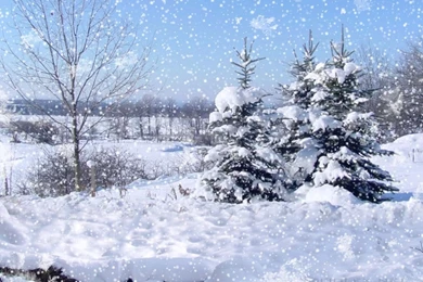 Snowfall Wallpapers   Image Wallpapers