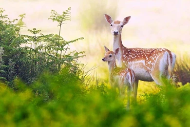 Deer Family HD Wallpapers Download For Desktop & Mobile