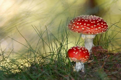 FLowers HD Wallpapers 1024x768 Wallpapers, 1024x768 Wallpapers ...