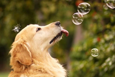 Collection Of Wallpapers With Golden Retriever Dog Wallpapers
