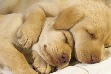 Hd Wallpapers Dog 1589991