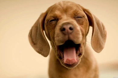 TM.Wallpapers Wide Wallpapers E HD Wallpapers   Wide Wallpapers Dogs