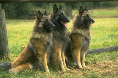 Free Wallpapers Three Dog Wallpapers