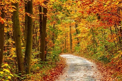 Gallery For   Autumn Forest Desktop Backgrounds