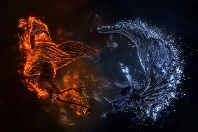 Dragon Yin Yang Wallpapers