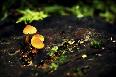 Mushrooms   Desktop Wallpapers