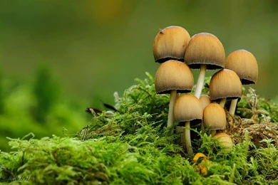 Mushrooms HD Wallpapers 9.jpg
