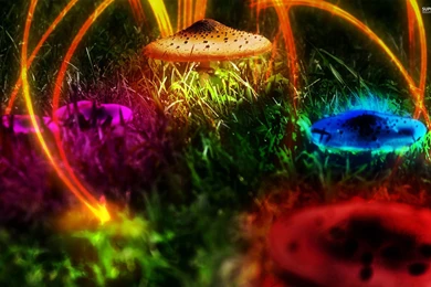 Mushrooms Wallpapers   Vector Wallpapers