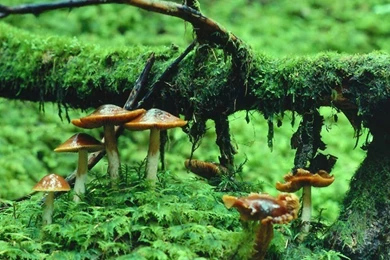 Wallpapers Psychedelic Nature Mushroom Jpg 1024x768