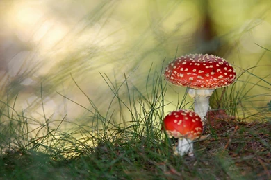 Poisonous Mushrooms Wallpapers
