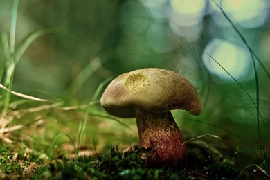 35 Amazing Green Nature Wallpapers   DezineGuide