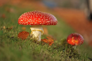 Autumn Red Mushrooms Wallpaper.jpg