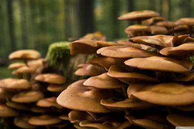 Forest Mushrooms HD Desktop Wallpapers : High Definition ...