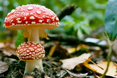 Mushrooms   Photo Wallpapers On The Desktop, Pictures With Mushrooms