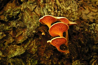 2560x1600 Orange Mushrooms Desktop PC And Mac Wallpapers