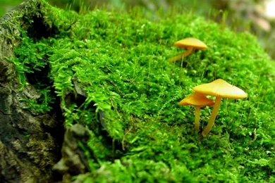 WiseAcre Gardens » Blog Archive » Mushroom Wallpapers