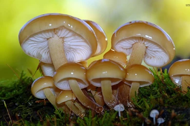 Shiny Mushrooms Wallpapers   Photography Wallpapers