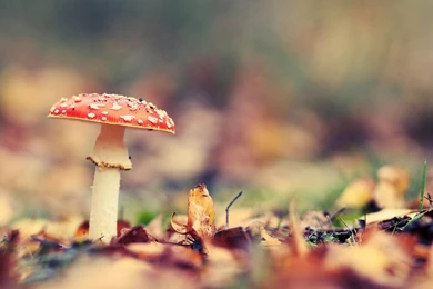 Danbo Mushrooms Wallpapers
