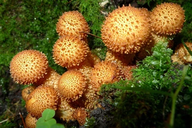 Interesting Brown Mushrooms Wallpapers 24883