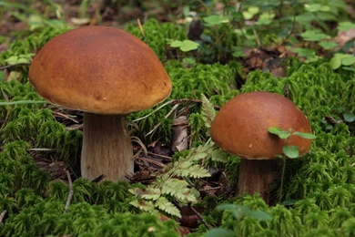 Brown Mushrooms Wallpapers   Photography Wallpapers