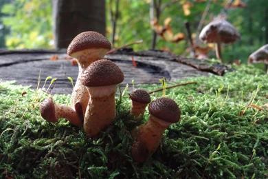 Magic Mushrooms >> HD Wallpaper, Get It Now!