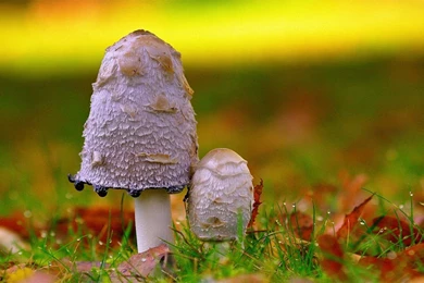 Mushrooms Wallpapers