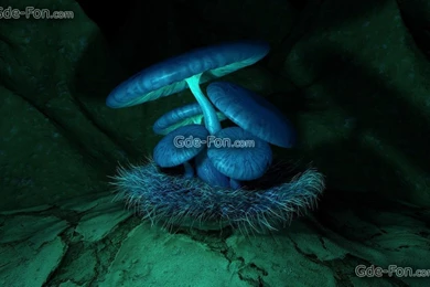Gallery For   Blue Mushrooms Wallpapers Desktop