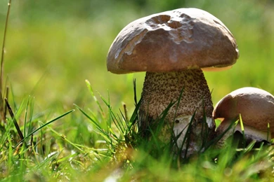 Shrooms Grass Mushrooms Wallpapers