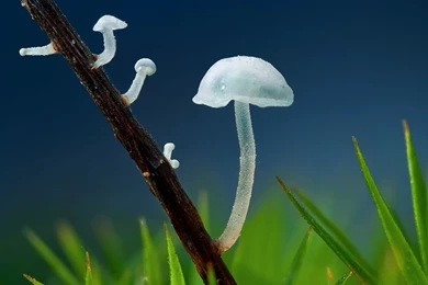 Green And White Mushrooms