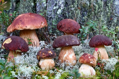 Mushrooms Photo Wallpapers On The Desktop, Pictures With ...