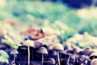 1280x1024 Forest Mushrooms Desktop PC And Mac Wallpapers
