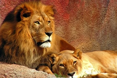 Beautiful Lion Wallpapers In High Definition Ready For Your Desktop