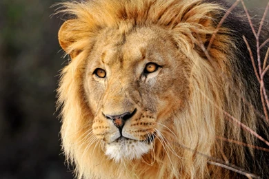 High Definition Lion Wallpapers For Free Download