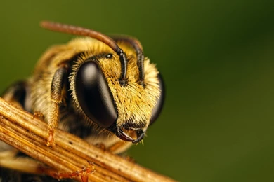 Bee Macro Insect Wallpapers Download