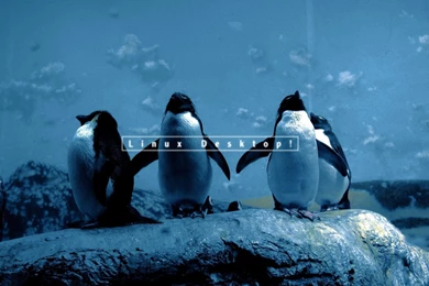 Linux Penguin Wallpapers   25184