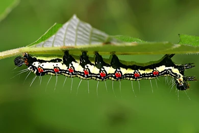 Insect Best Free Wallpapers Wallpapers HD Wallpapers 82068